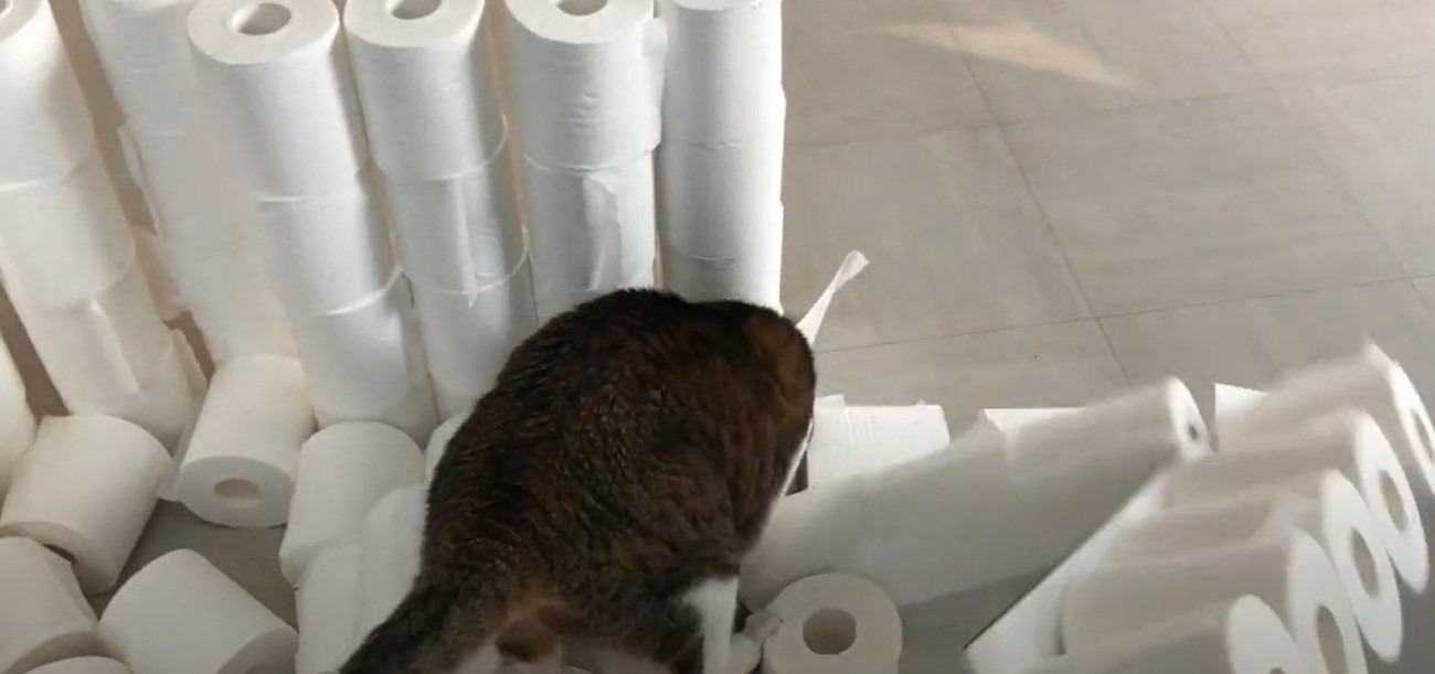 トイレットペーパーが崩れるなか床を掘る猫
