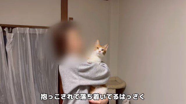 女性に抱っこされる猫