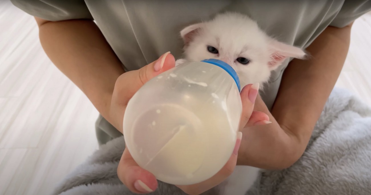 不機嫌そうにミルクを飲む子猫