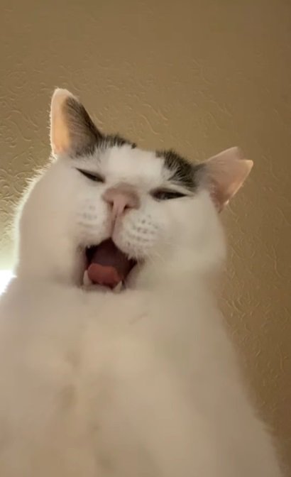 あくびをしそうな猫