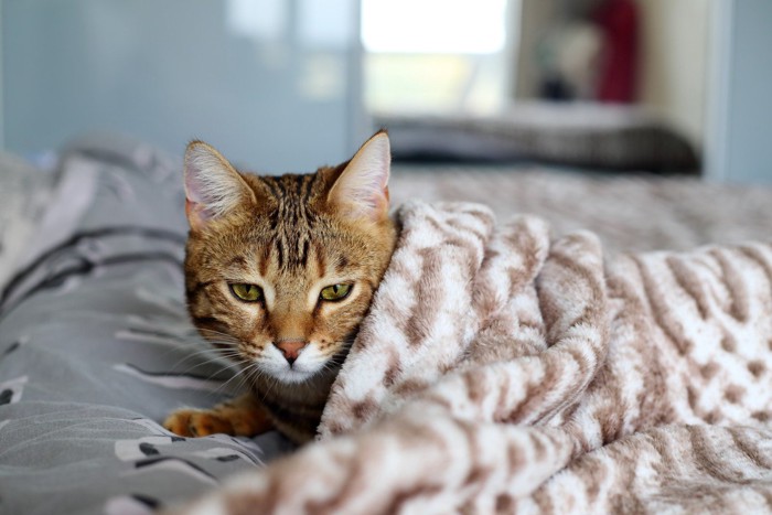 毛布にくるまっている猫