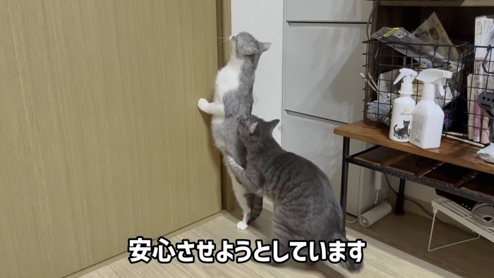 立っている猫を捕まえる猫