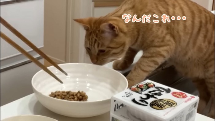 納豆に反応する猫