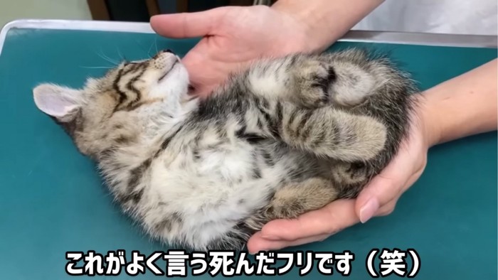 死んだふりをする子猫