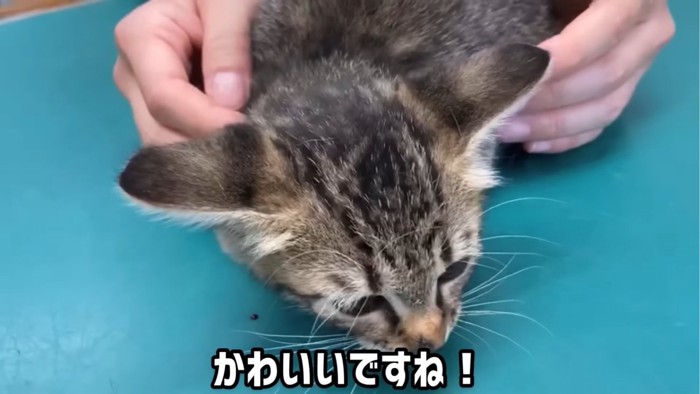 イカ耳になる子猫