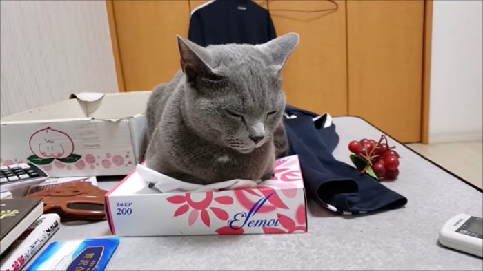 ティッシュの箱の上で寝る猫