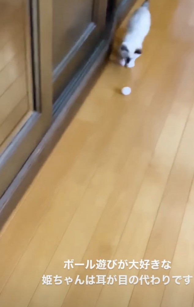 ボールを追いかける子猫