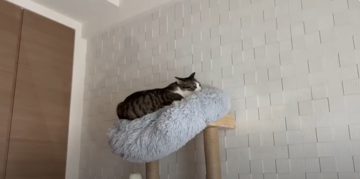 キャットタワーの上の猫