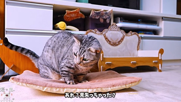 下をみる猫