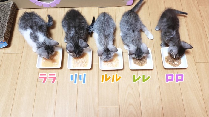 ご飯を食べる5匹の子猫