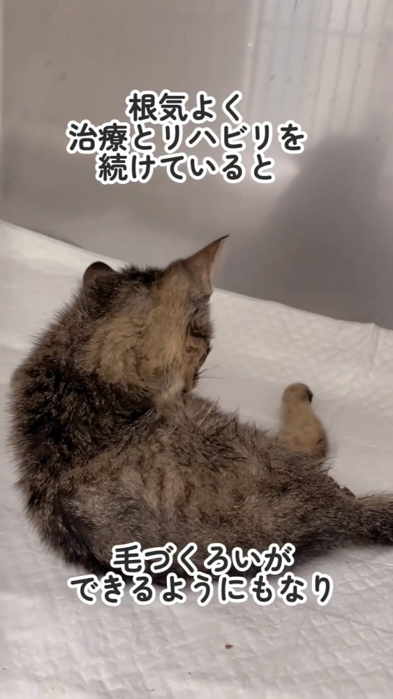 毛づくろいをする子猫