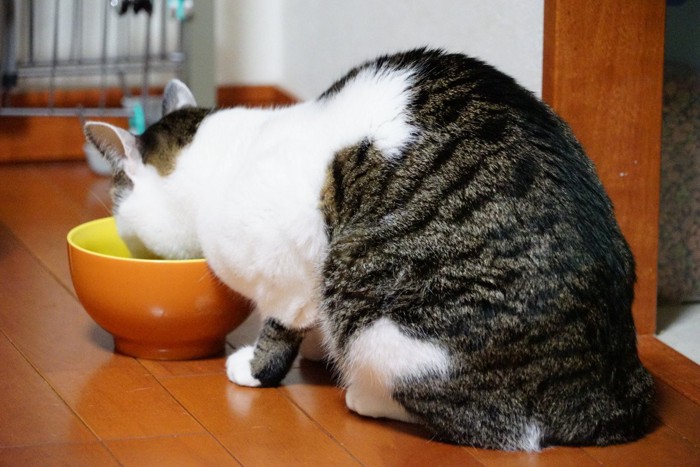 背を向けて食事中の猫