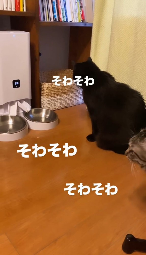 お皿の前で座る黒猫と顔を覗かせるキジトラ猫1