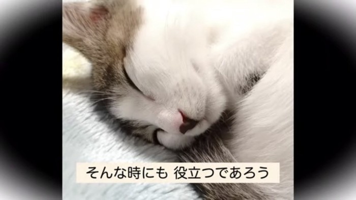 寝ている猫の顔