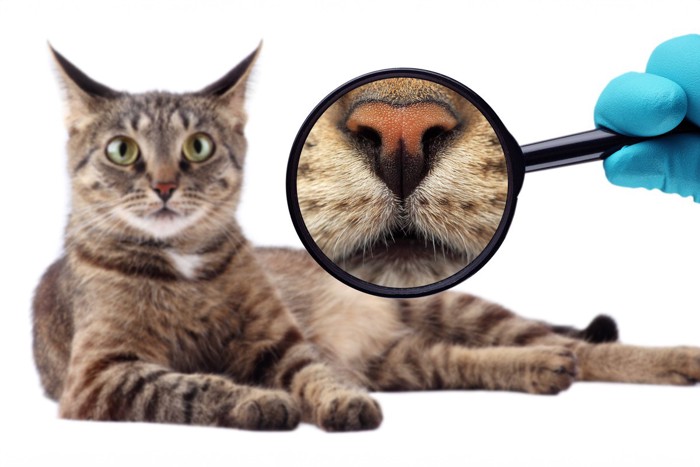 虫眼鏡で鼻を拡大される猫
