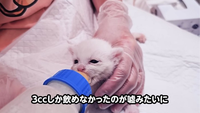 ミルクを飲む子猫