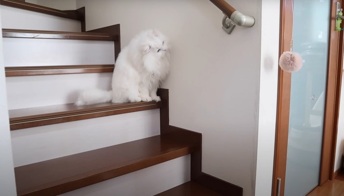 階段でおもちゃを見つめる猫