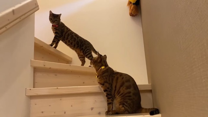階段にいる2匹の猫
