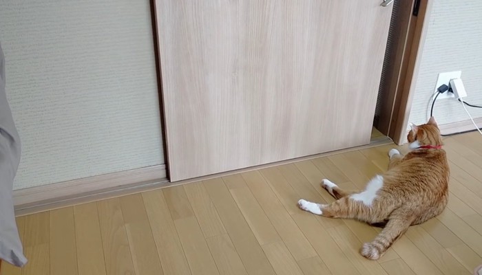 扉の前で寝転がる茶白猫