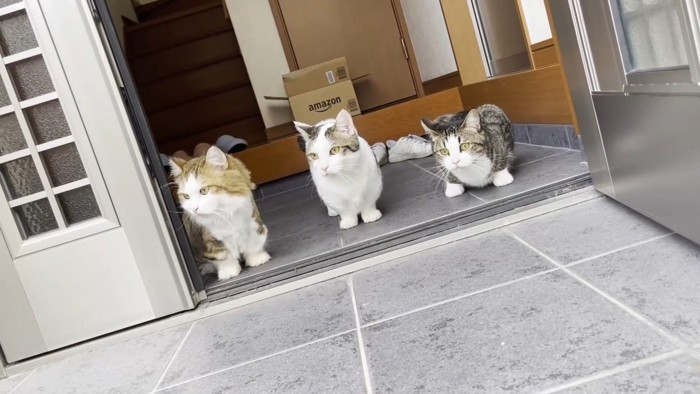 玄関に座る猫3匹