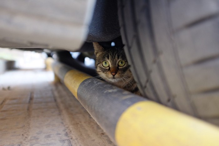 車の底部に入り込んだ猫