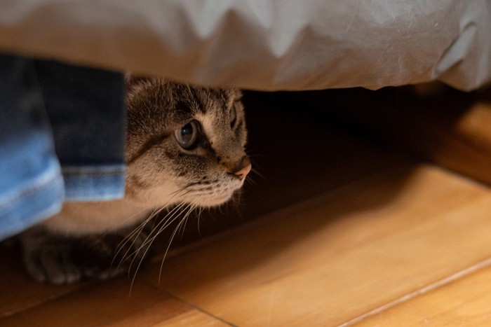 隠れる猫