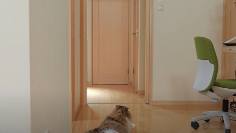 玄関を見つめている猫