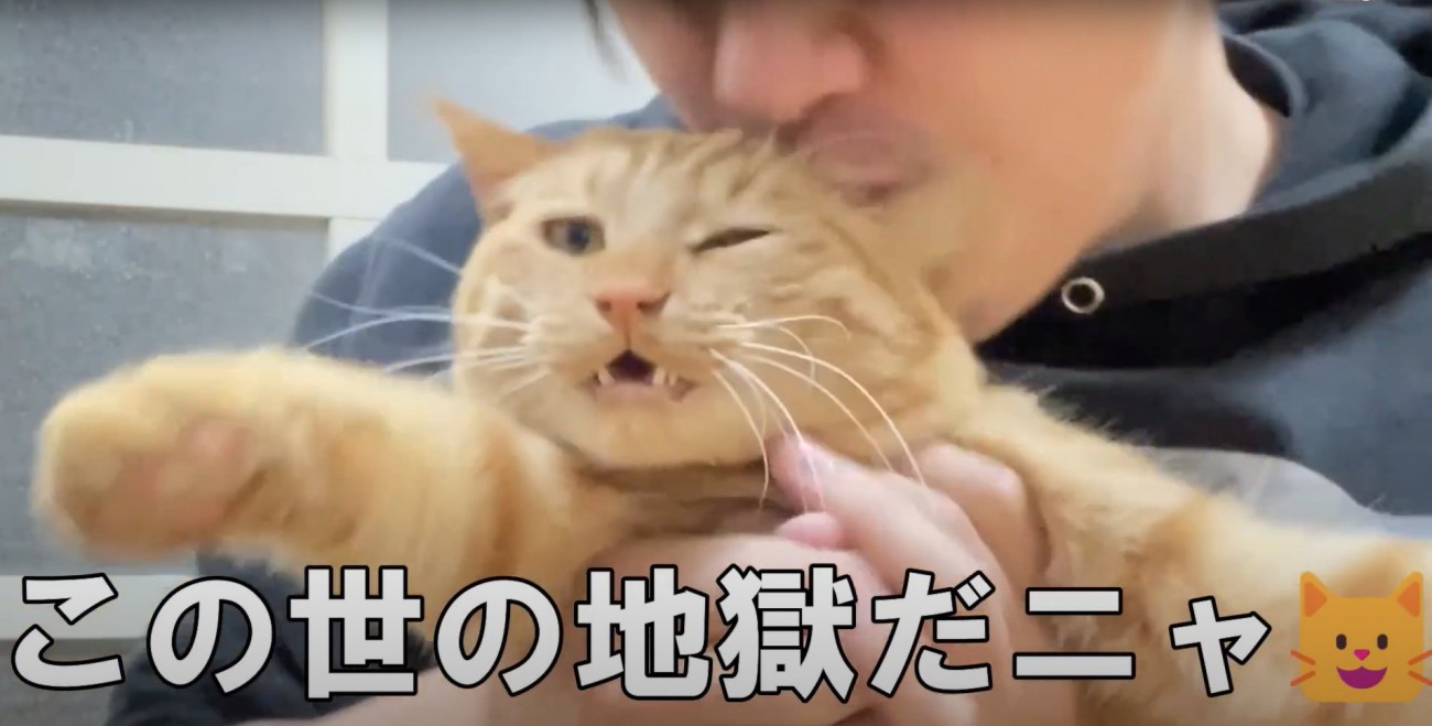 飼い主に抱っこされている猫のアップ