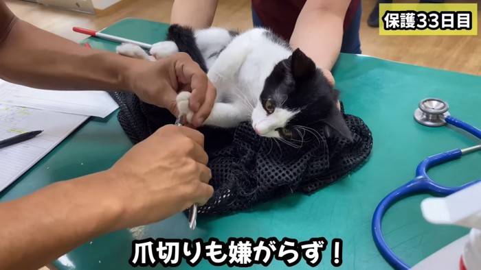 爪切りまで大人しい!