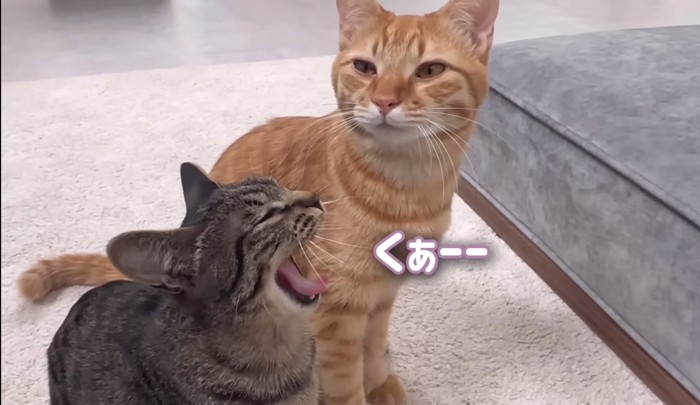 あくびをするキジトラ猫