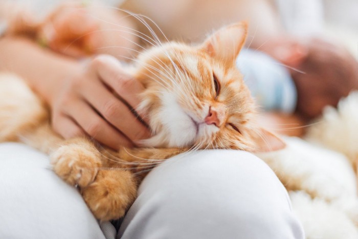 飼い主の膝にすりすりする猫