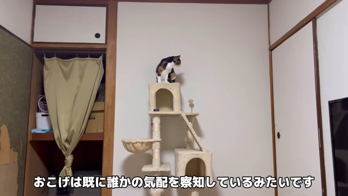 キャットタワーの上の猫