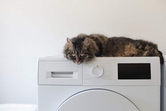 洗濯機の上でくつろぐ猫