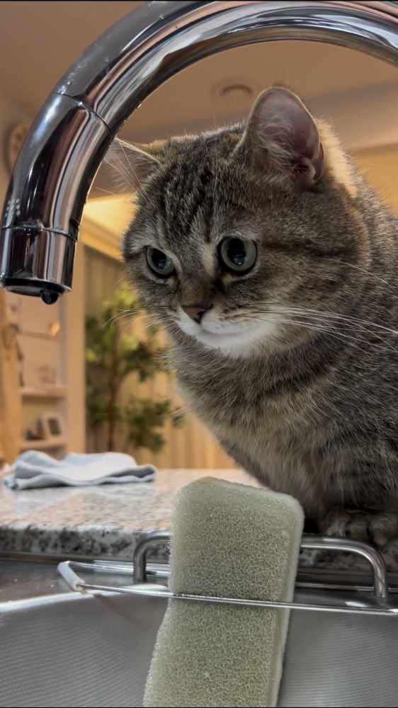 水滴を見つめる猫