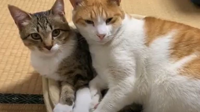 座っている2匹の猫