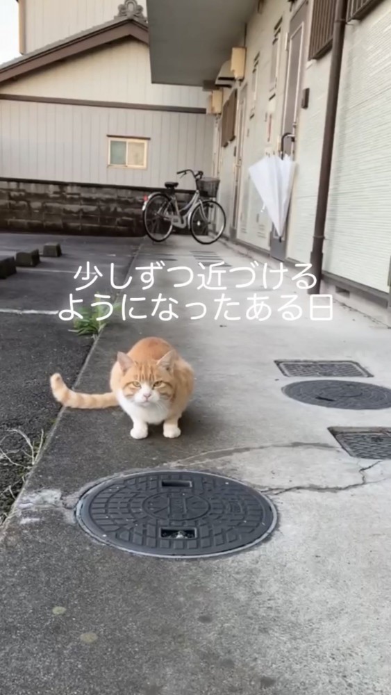 家の前にいる猫