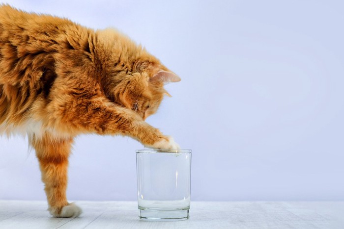 コップの水を触ろうとする猫