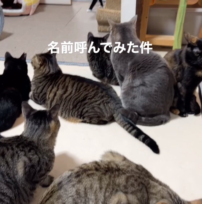 猫たちの名前を呼ぶ