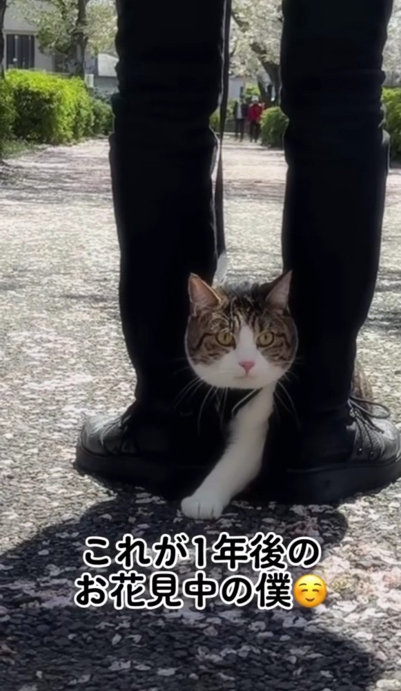 男性の足の間の猫1