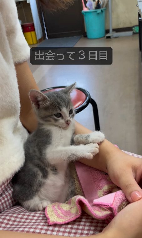 小さい手を伸ばす猫