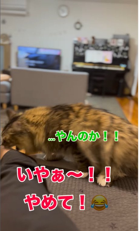 伸ばした足を噛まれる飼い主