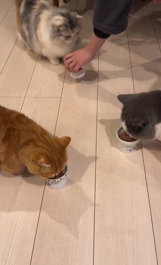 食事をする猫たち