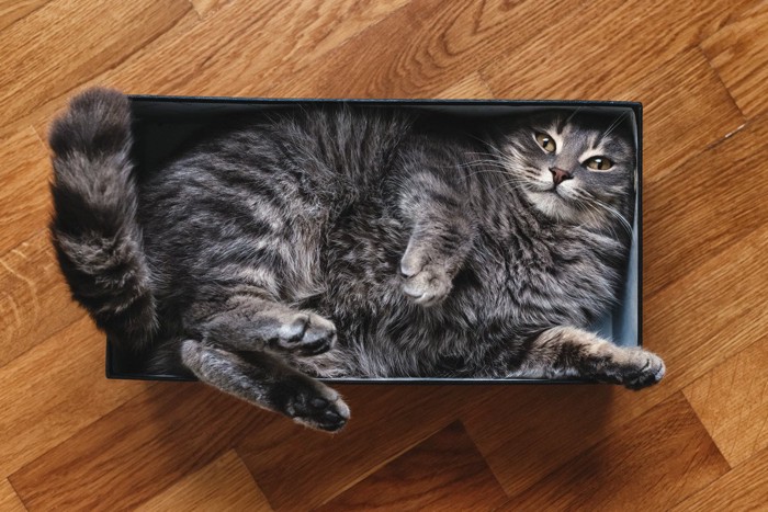箱におさまる猫