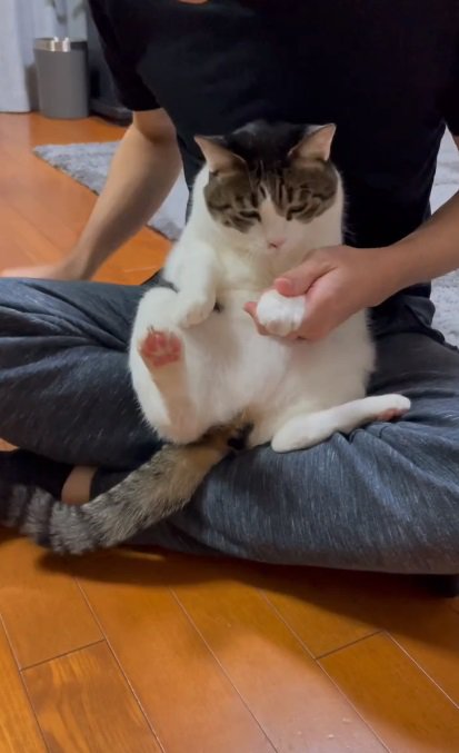 飼い主さんの足の上に座る猫