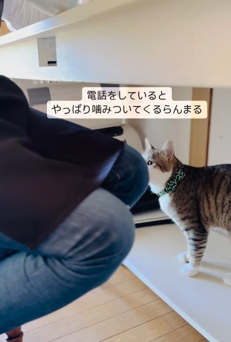 飼い主の足元にいる猫