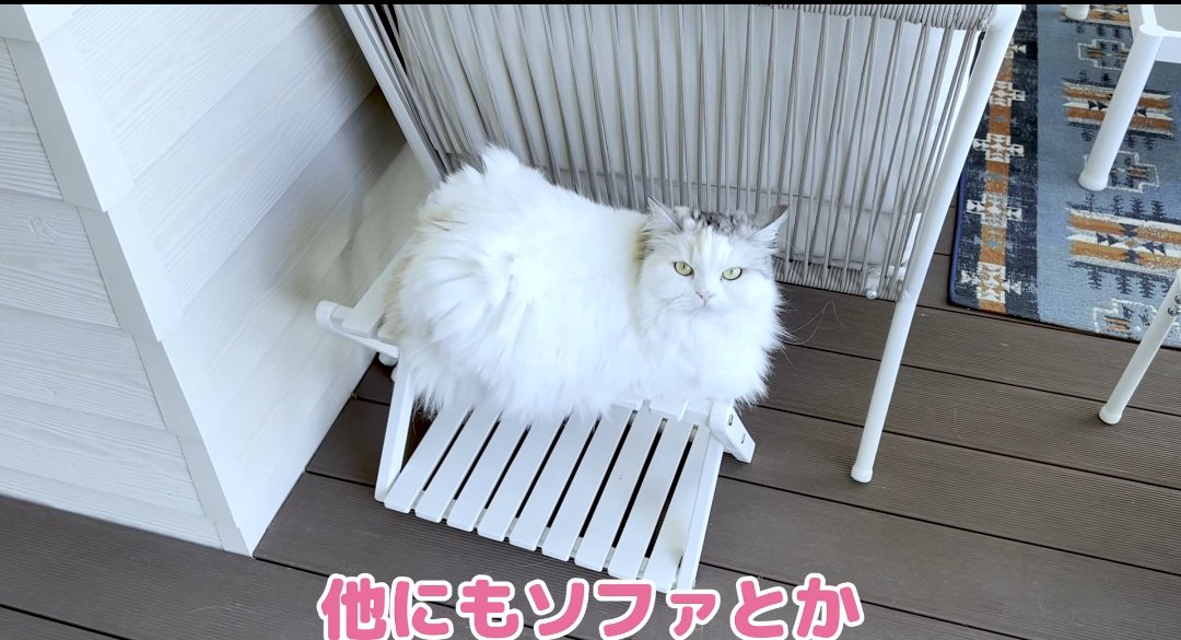 椅子の上の猫