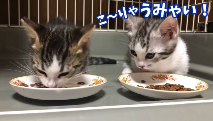 こ〜りゃうみゃいの文字と子猫2匹