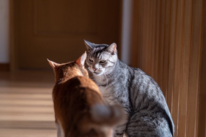 にらみ合う二匹の猫