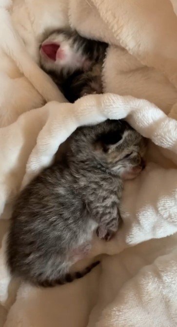 毛布の上の2匹の子猫