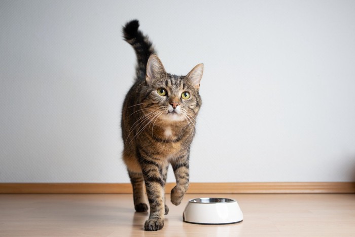 空の食器にすなかけ動作をする猫